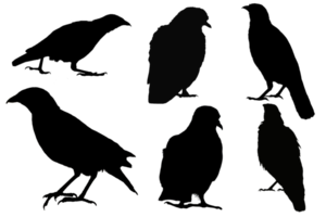Set of collection of bird silhouette shapes raven, crow, dove, thrush on isolated background. Design element png