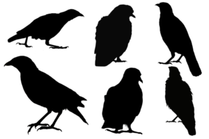 ensemble de collection de oiseau silhouette formes corbeau, corbeau, Colombe, muguet sur isolé Contexte. conception élément png