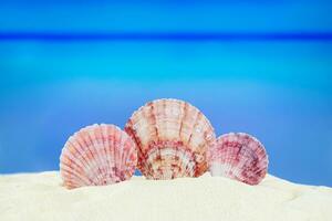 Sea pink shells on sandy beach, behind sea. Concept of vacation, travel in hot countries. Copy space photo