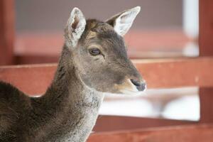 Close-up muzzle of a European deer cub without antlers. photo