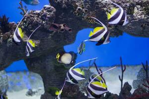 Zanclus cornutus.Exotic tropical fish on the background of corals and reefs.A flock of striped aquarium rub photo