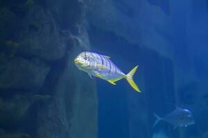 a rayas tropical pescado en un antecedentes de azul agua. foto