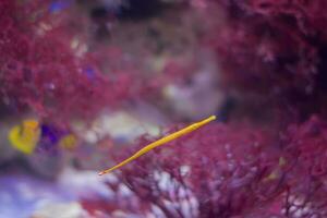 Alligator needle on the background of red corals.Sea fish needle photo