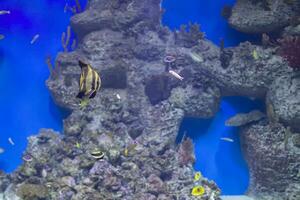 colorful tropical exotic fish on the background of the reef photo