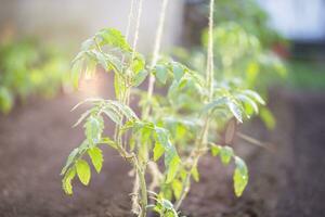 Young seedlings of cucumbers in the ground. Delicate seedling leaves. photo