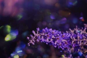 Purple flowers in iridescent bokeh spots. Natural ecological background. photo