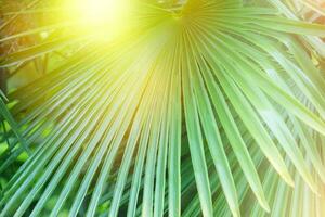 Tropical palm leaf in the sun. Floral exotic background. photo