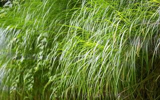 Green hanging grass sedge. Vegetable green background. photo