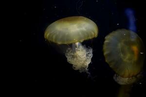 Beautiful jellyfish on black background photo