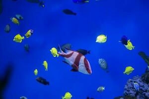 Multi-colored tropical fish on the background of reefs and corals. photo