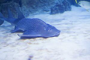 Flat sea shark in blue water photo