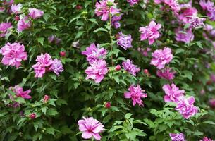 Natural floral background.Blossoming bush of Syrian hibiscus. photo