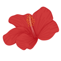 hibiscus bloem illustratie png