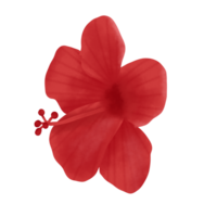 ibisco fiore illustrazione png