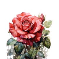 Rose Flower, Red Watercolor Rose Flower With Transparent Background, AI Generated png