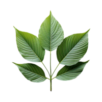 Leaves Png, Single Leaves, Single Leaves With Transparent Background, AI Generated png