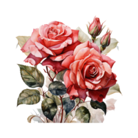 Rose Flower, Red Watercolor Rose Flower With Transparent Background, AI Generated png