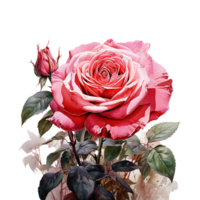 Rose Flower, Red Watercolor Rose Flower With Transparent Background, AI Generated png