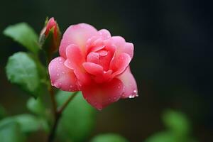 Closeup shot of a beautiful pink japanese rose photo