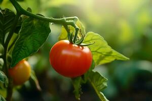 Closeup the red tomatos growing with leaves and plant photo