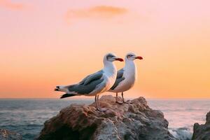 seagulls sitting on a rock in front of a pink sky photo