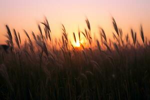 the sun is setting over a field of tall grass photo