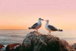 gaviotas sentado en un rock en frente de un rosado cielo foto