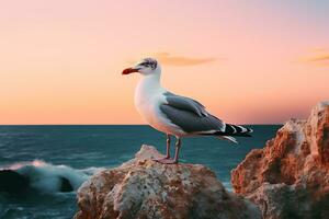 seagulls sitting on a rock in front of a pink sky photo