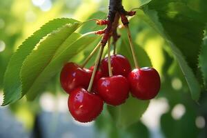 red cherries on the tree with selective focus photo