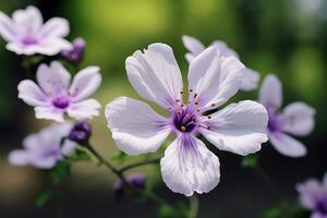 White and Purple Petal Flower photo