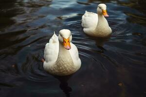 dos blanco patos nadando en un estanque foto