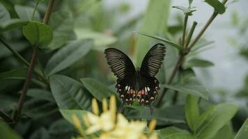 mooi zwart en oranje vlinder kleppen haar Vleugels over- een tropisch blad video