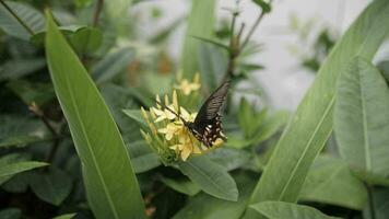 zwart tropisch vlinder zit Aan geel bloemen tussen groen bladeren video