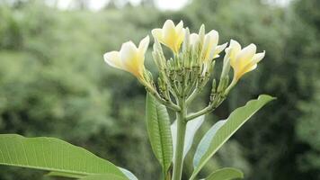 White and yellow frangipani flower close up video