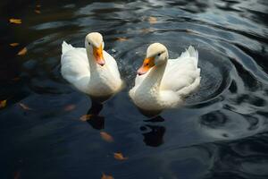 dos blanco patos nadando en un estanque foto