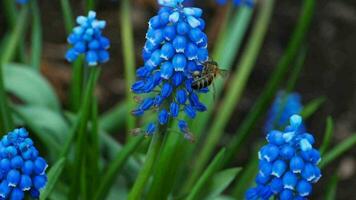 Bee pollinates the blue Muscari flower. Concept nature, flowers, spring, biology, fauna, environment, ecosystem. Bee on a flower in the garden, close up video