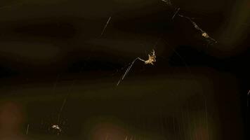 dichtbij omhoog van een spin het weven een web. spin web zwaaiend in wind Aan oranje wazig achtergrond video