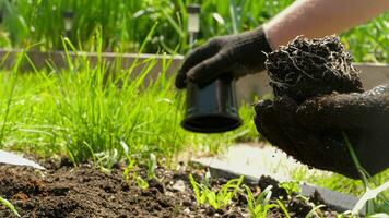 contadino mano Tenere foglia di coltivato pianta. mani Tenere mucchio di arabile suolo. agricoltura, giardinaggio o ecologia concetto video