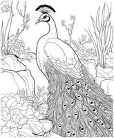 Peafowl zoo coloring pages vector