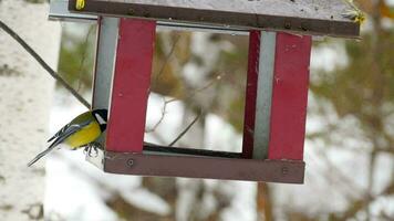 vogels die zaden van de feeder eten. ijzige winterdag video