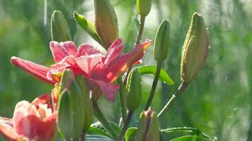 gotas de lluvia en los pétalos de un lirio de flor rosa, cámara lenta video