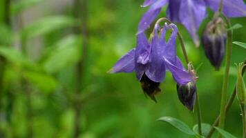 abelha em uma azul aquilegia flor, macro video