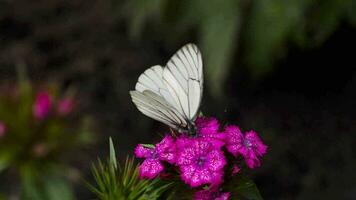 aporia crataegi, papillon blanc veiné de noir à l'état sauvage. papillons blancs sur la fleur d'oeillet video