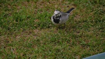kwikstaart vogel motacilla alba voeden Aan gras veld, gebroken poot video