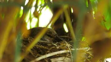 cinzento pintarroxo pintinho dentro uma ninho dentro uma verde arbusto. pássaro do a tentilhão família. comum pintarroxo, Carduelis canabina, passeriforme video