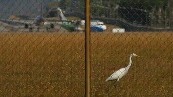 wit reiger Aan de vliegveld van de luchthaven. jacht- vogel in geel hoog gras. vliegveld Oppervlakte, vliegtuig in de achtergrond video