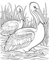 Pelican river coloring pages vector