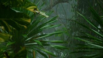 chuva tropical no pátio do hotel, phuket tailândia video