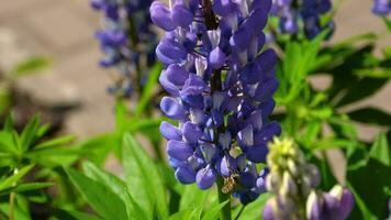 abeja coleccionar néctar y polen desde el flores de azul lupino. video