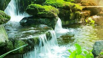 A low waterfall with a strong current. Among the mosses and plants and the sunset light video